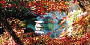 秋晚叶更红：花港观鱼公园的槭叶枫引发市民热潮