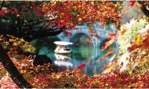 秋晚叶更红：花港观鱼公园的槭叶枫引发市民热潮
